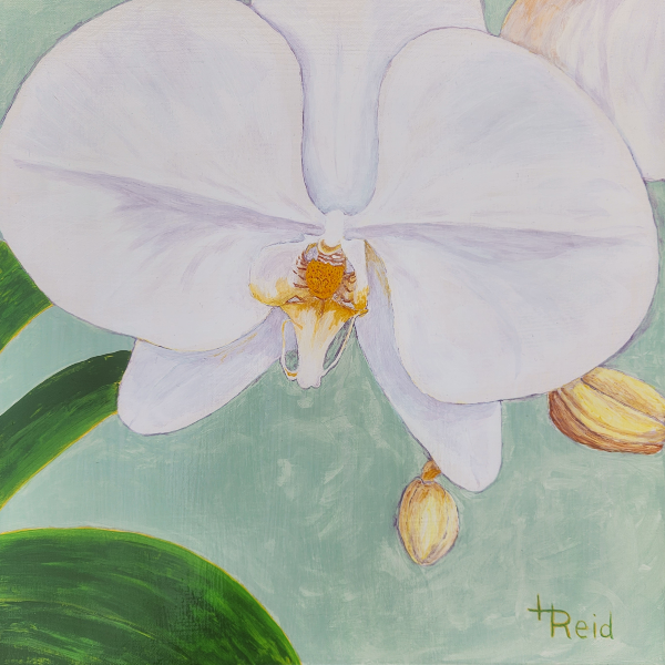 Orchid, 20" x 20" Wrapped Canvas, Acrylic Painting